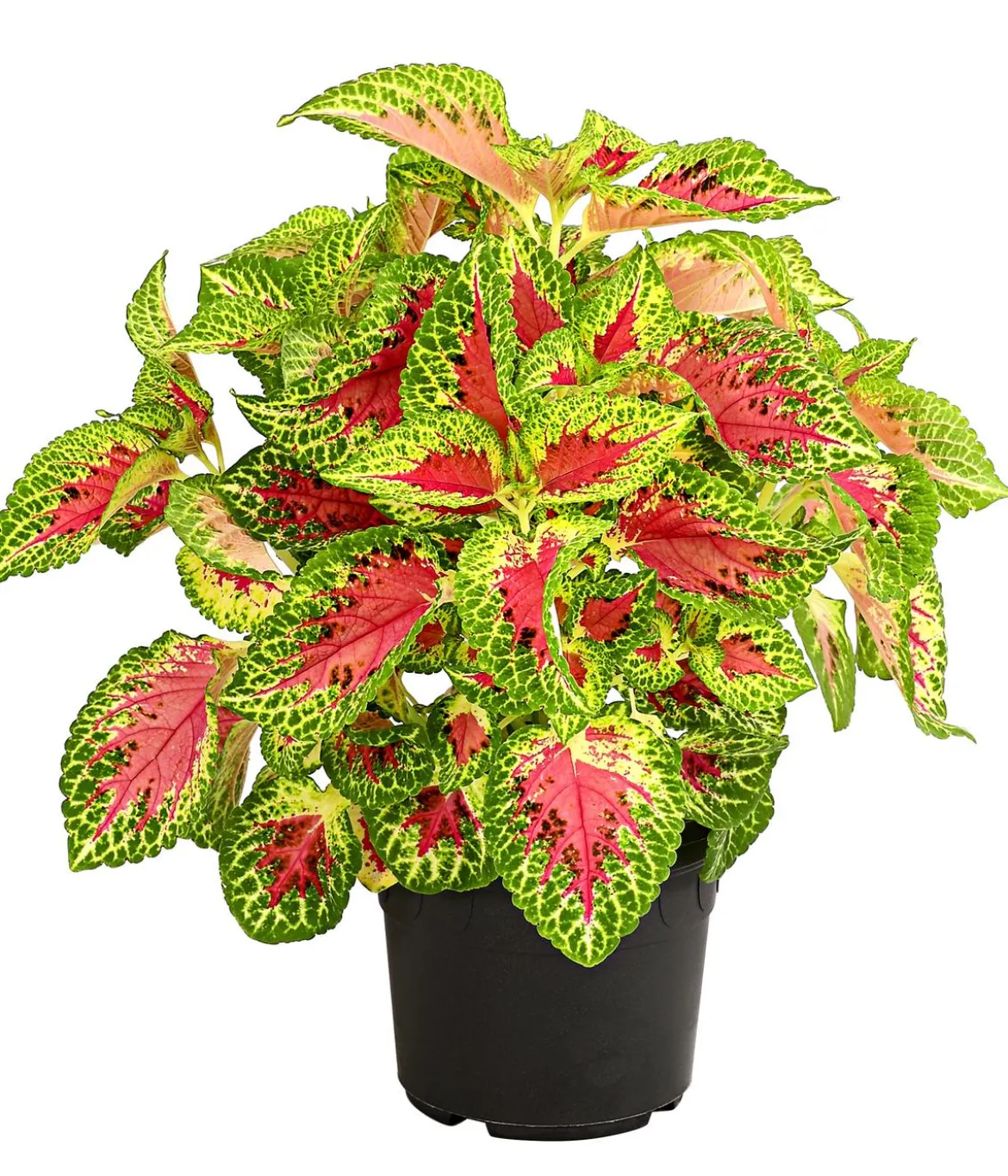 Buntnessel - Solenostemon scutellarioides, verschiedene Sorten