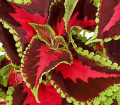 Buntnessel - Solenostemon scutellarioides, verschiedene Sorten