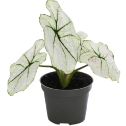 Buntwurz - Caladium bicolor Hybriden 'Kelly'