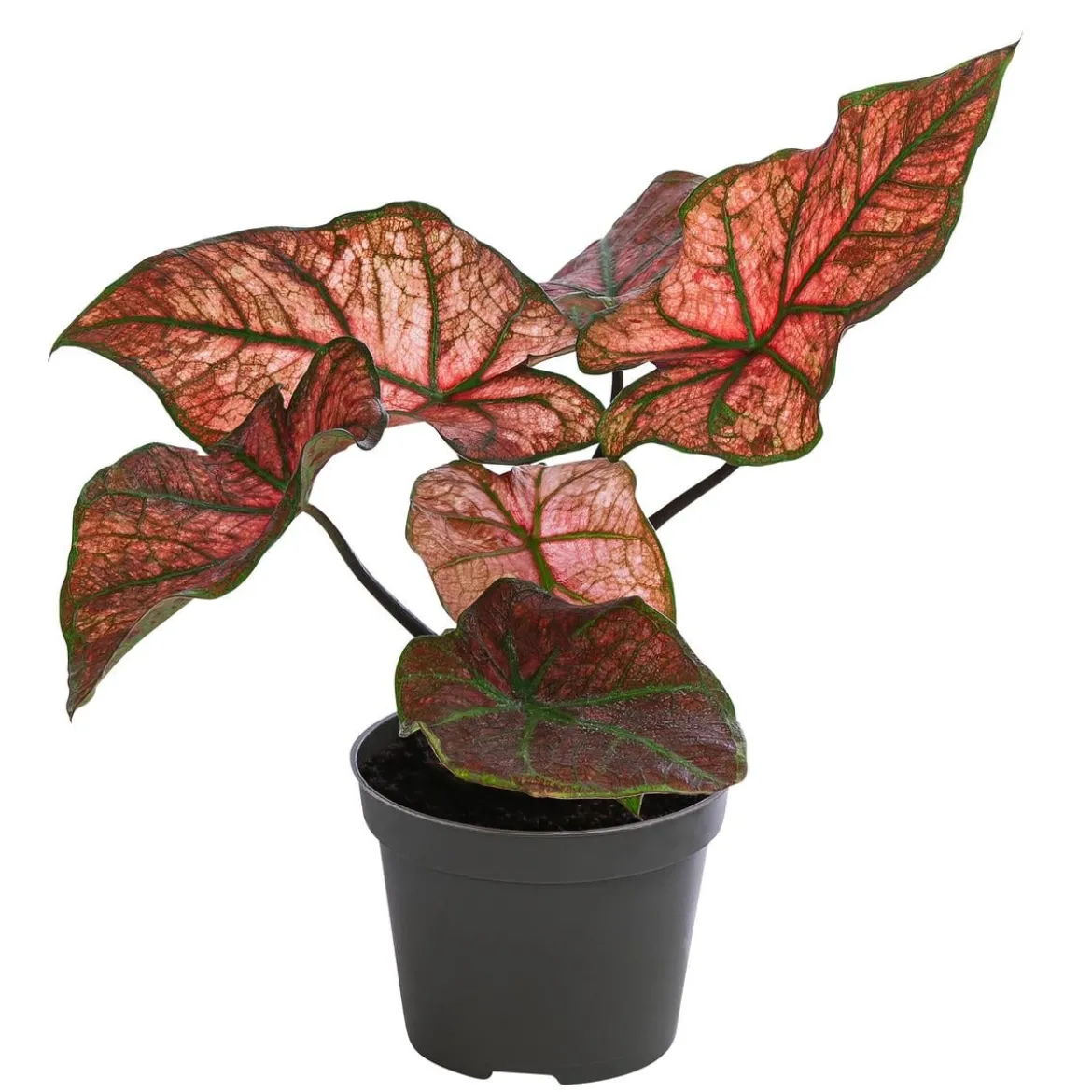 Buntwurz - Caladium bicolor Hybriden 'Valentina'