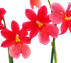 Burrageara-Orchidee - Burrageara cultivars 'Nelly Isler'