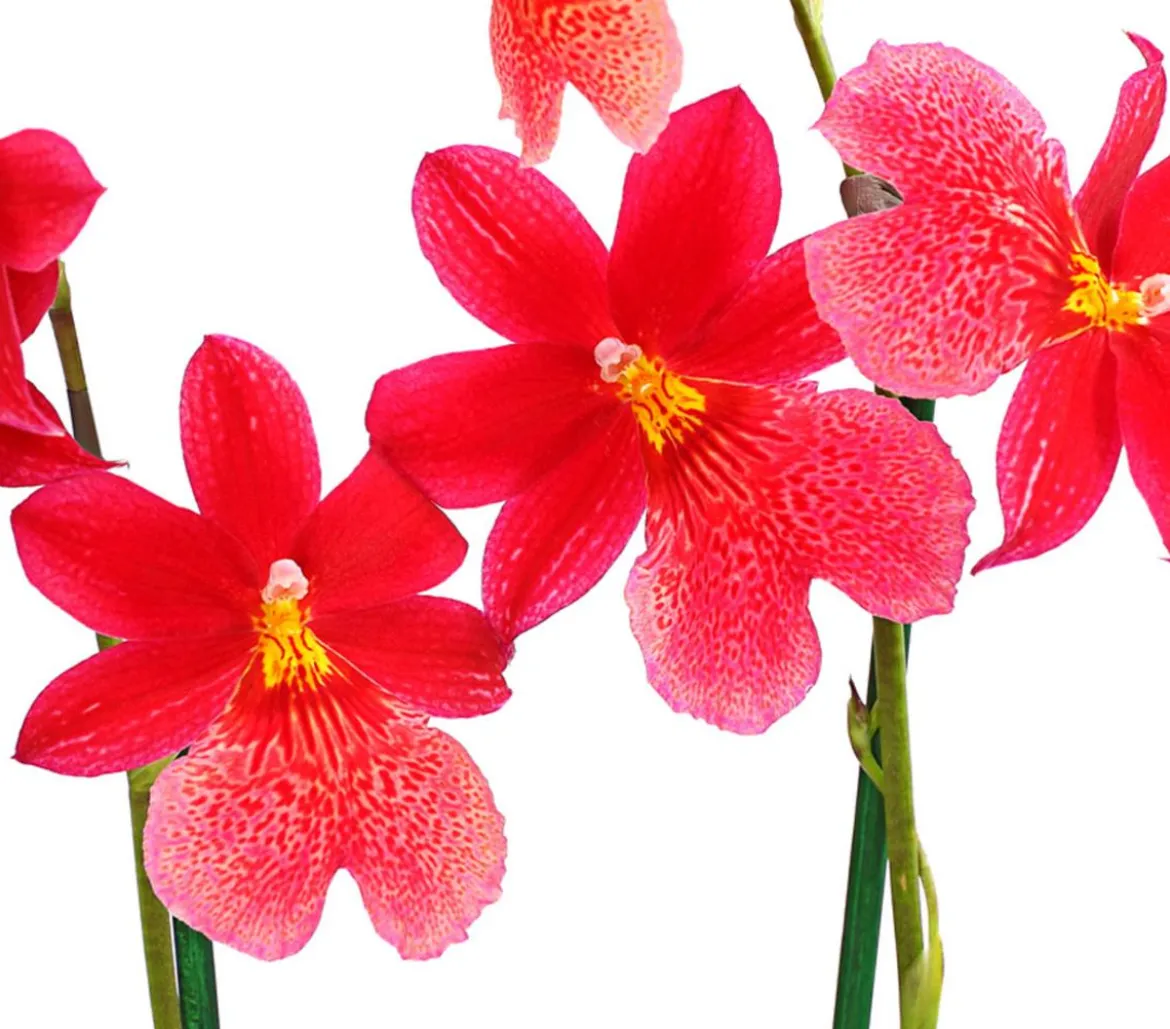 Burrageara-Orchidee - Burrageara cultivars 'Nelly Isler'