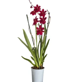 Burrageara-Orchidee - Burrageara cultivars 'Nelly Isler'