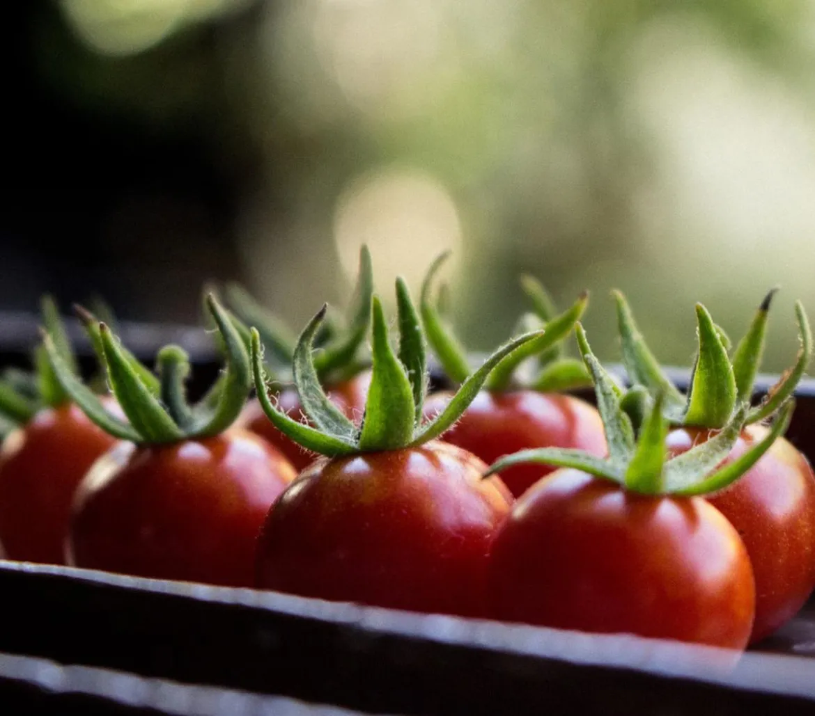 Buschtomate