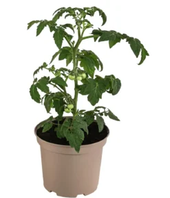 Buschtomate