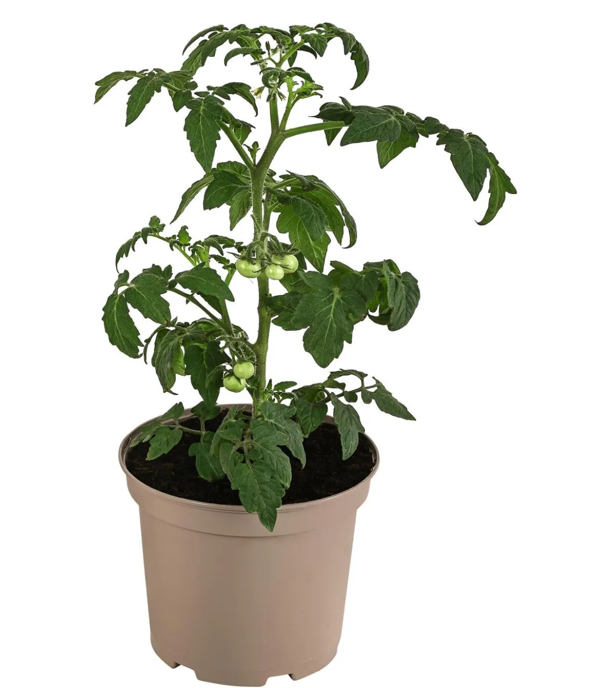 Buschtomate