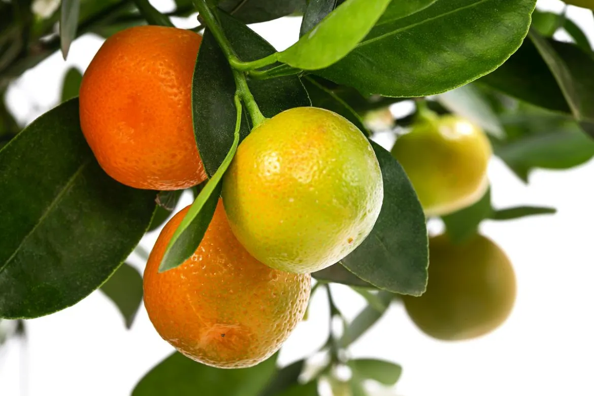 Calamondin-Orange