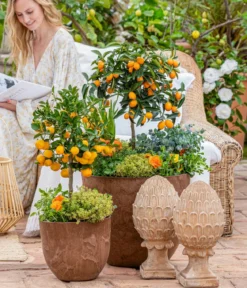Calamondin-Orange
