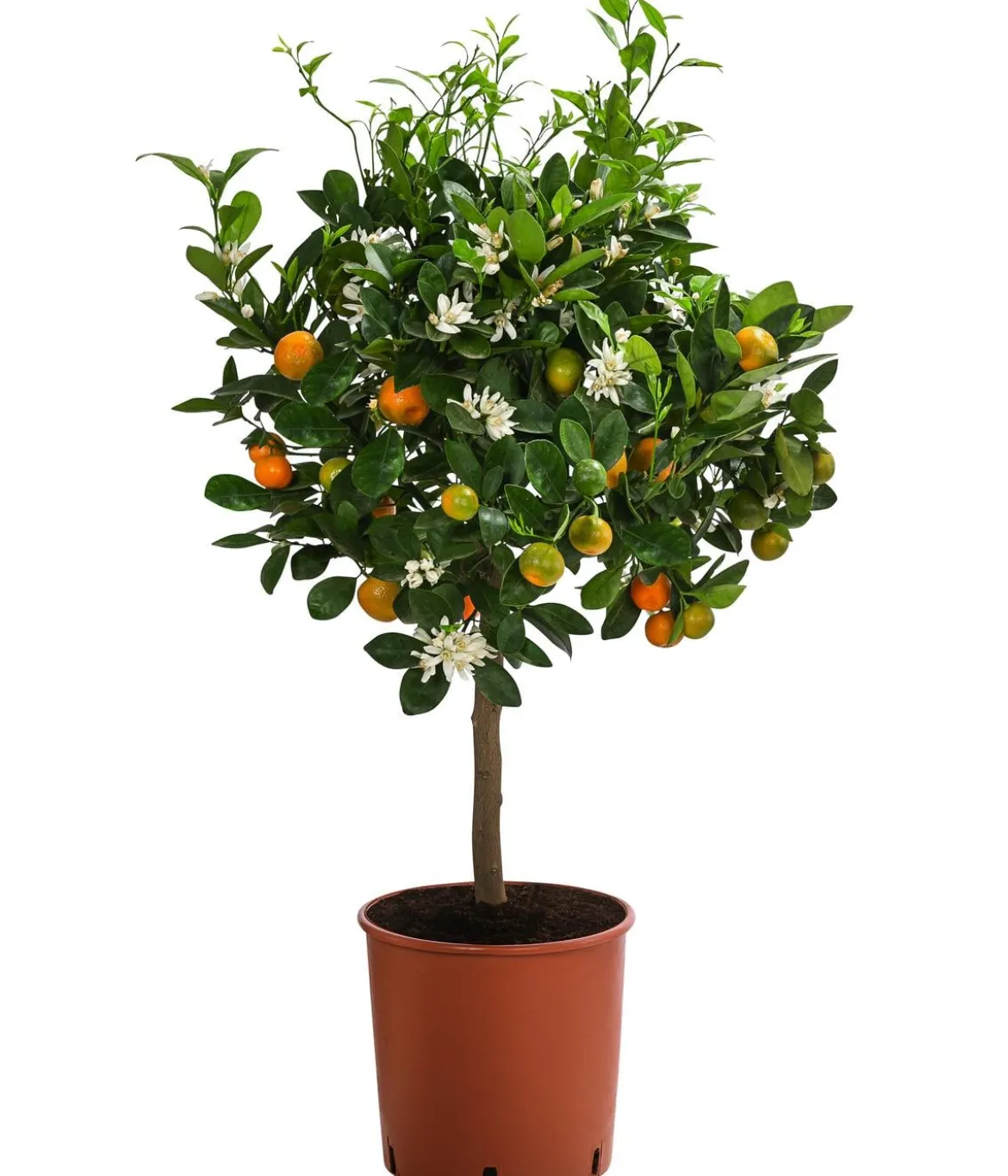 Calamondin-Orange