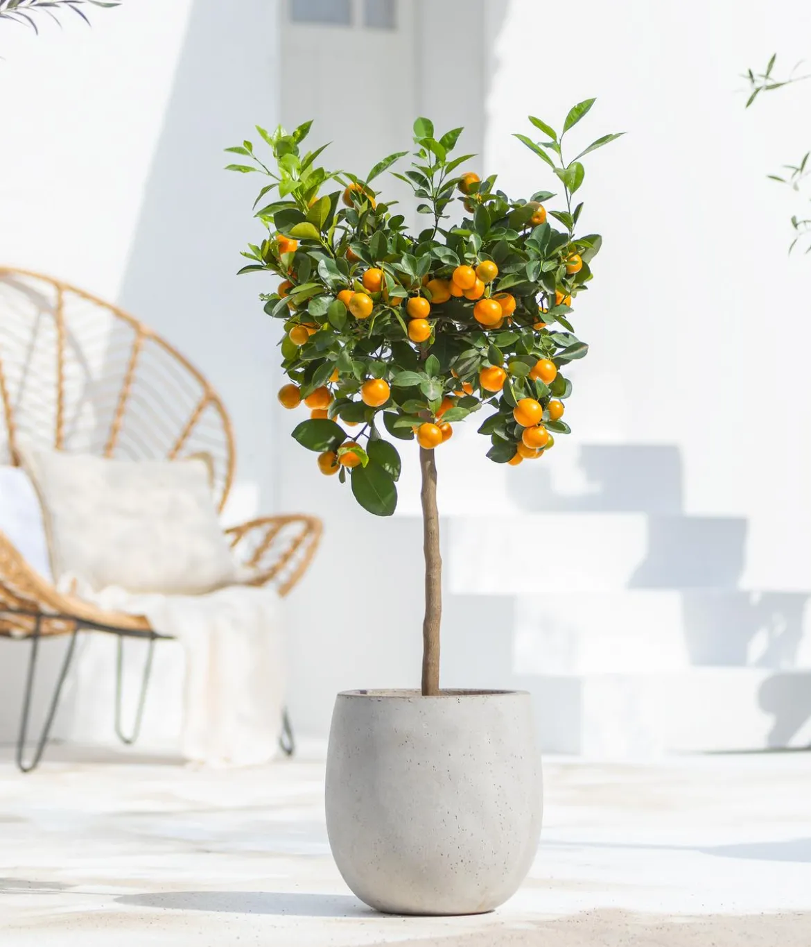Calamondin-Orange