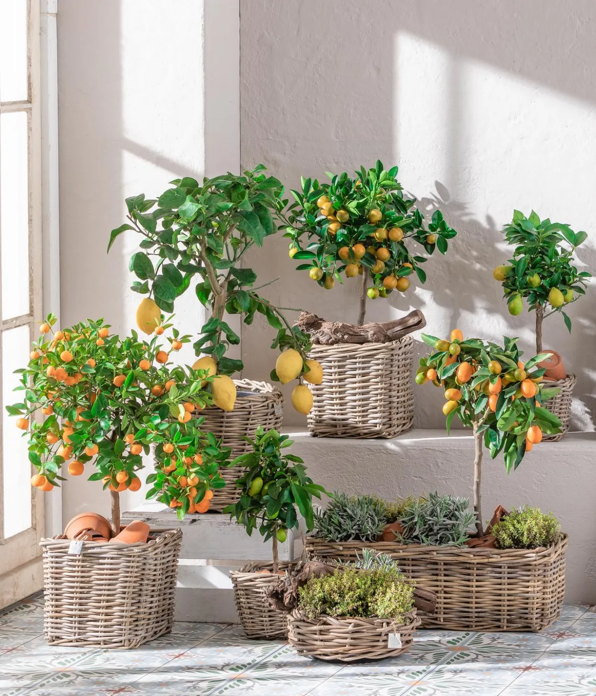 Calamondin-Orange