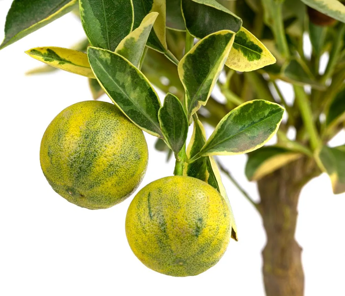 Calamondin-Orange 'Variegata', panaschiert