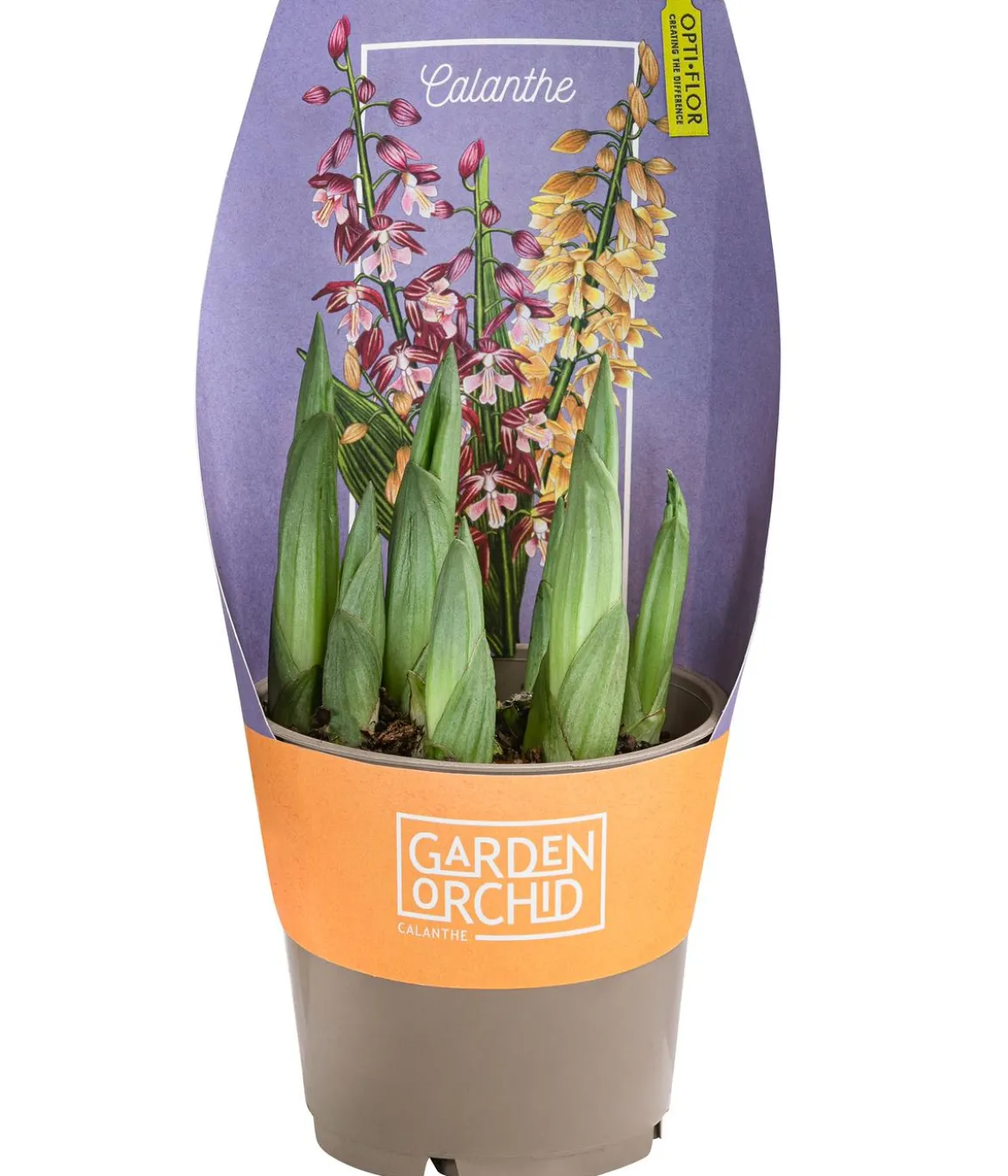 Calanthe