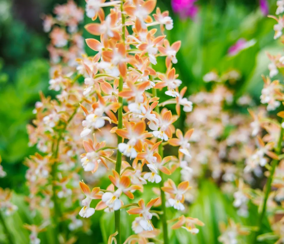 Calanthe