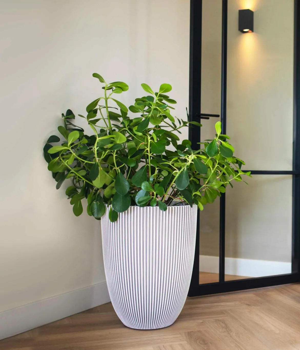 Capi Europe Kunststoff-Topf Groove hoch, konisch