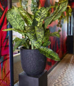 Capi Europe Kunststoff-Topf Nature Clay NL, rund