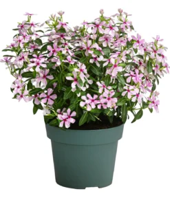 Catharanthus 'Soiree', verschiedene Farben