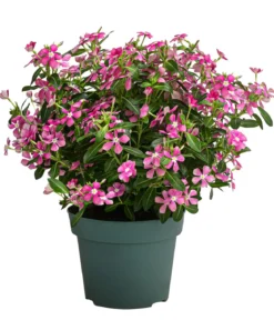 Catharanthus 'Soiree', verschiedene Farben