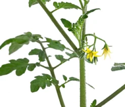 Cherrytomate 'Pepe'
