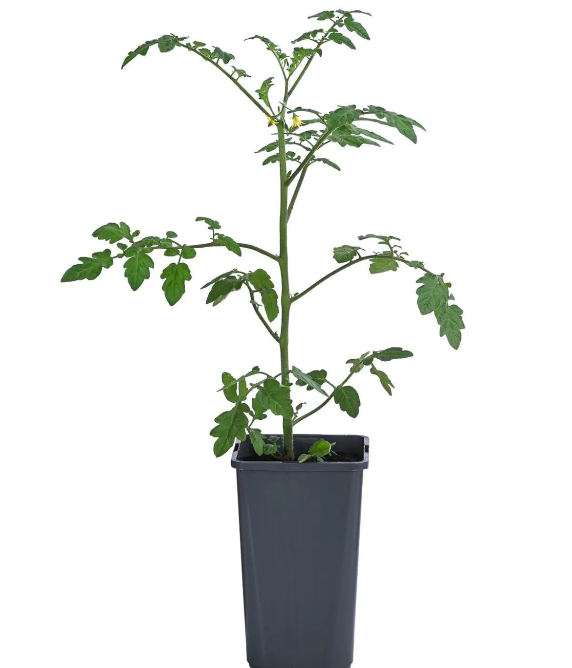 Cherrytomate 'Pepe'