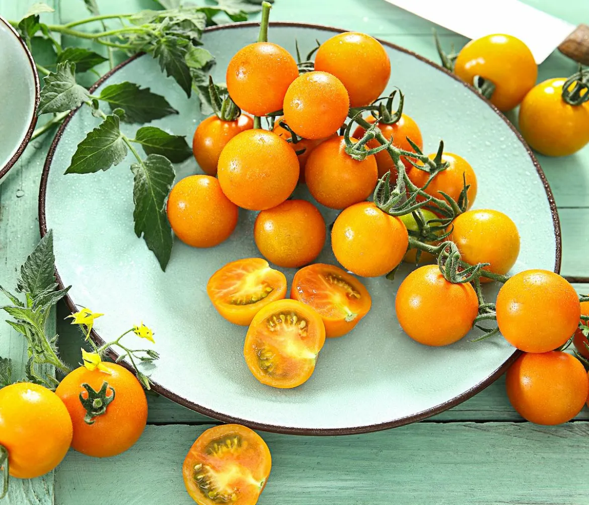 Cherrytomate 'Sungold'