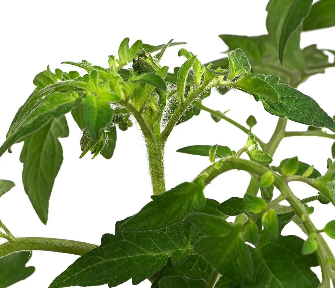 Cherrytomate 'Sungold'
