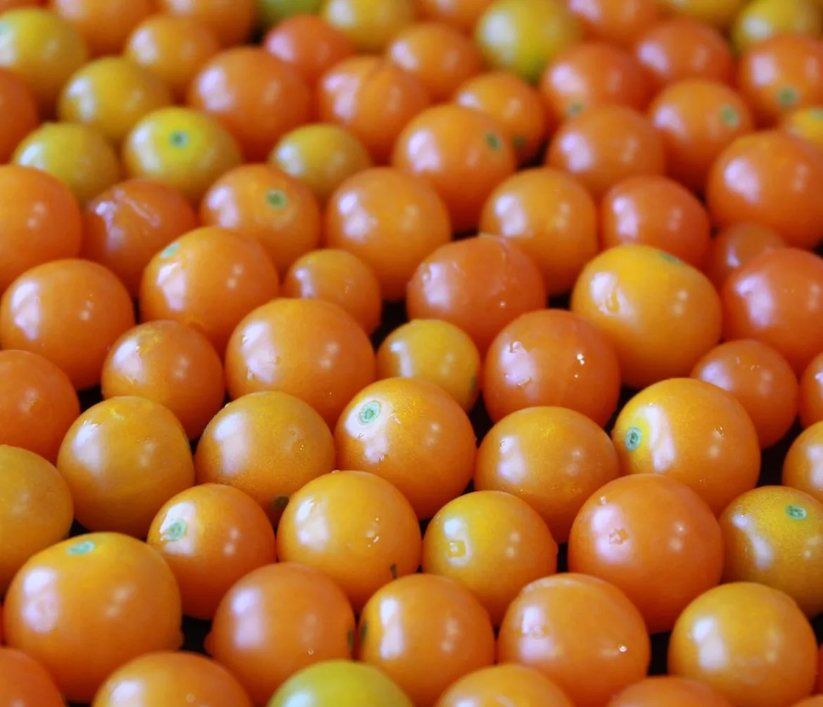 Cherrytomate 'Sungold'