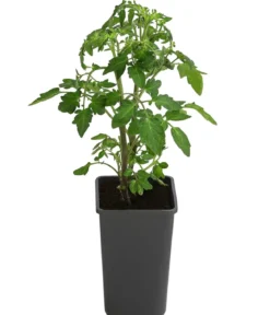 Cherrytomate 'Sungold'
