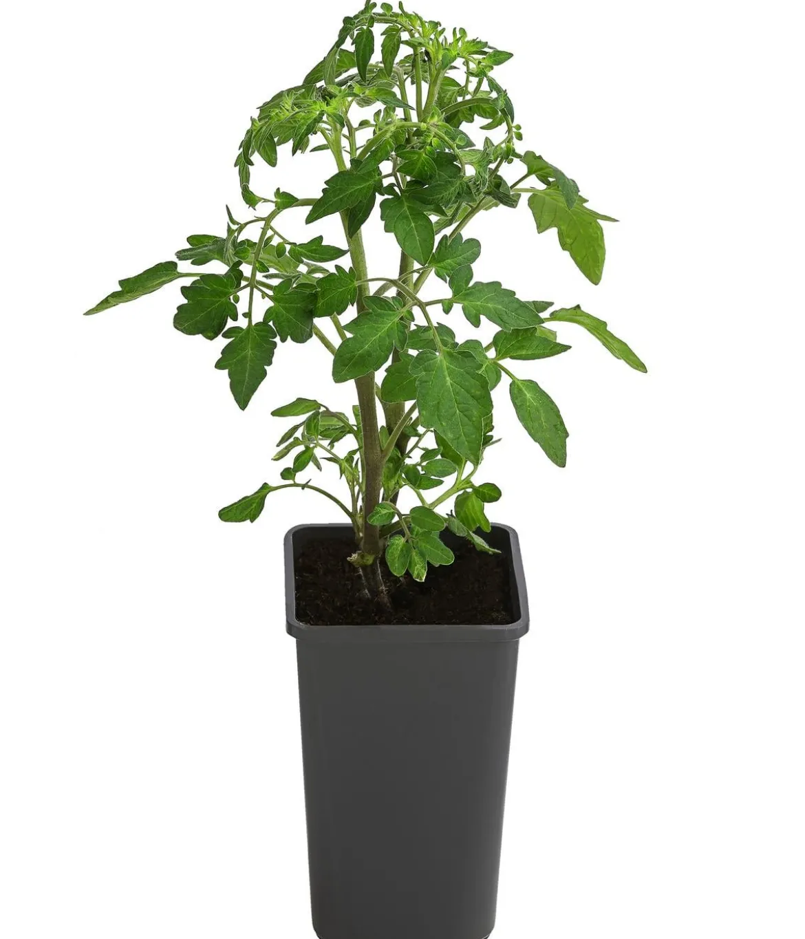 Cherrytomate 'Sungold'