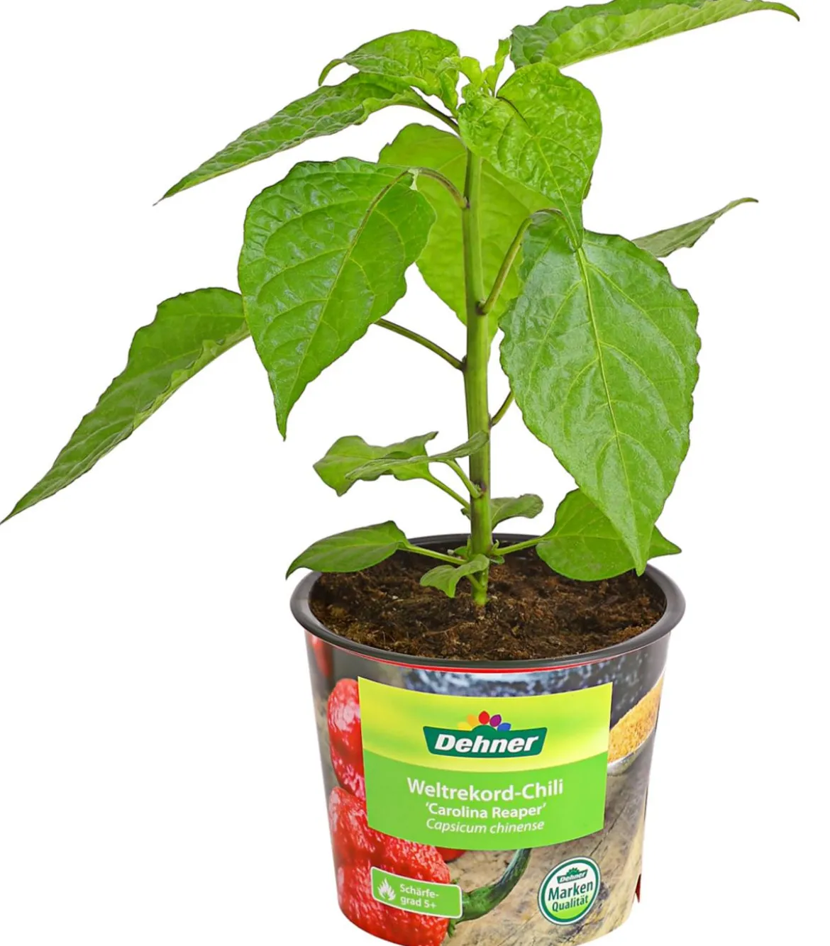 Chili 'Carolina Reaper'