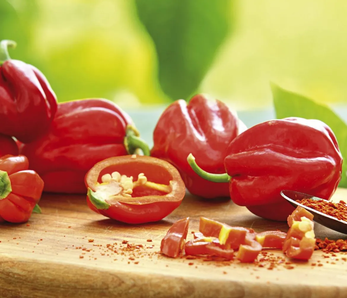 Chili 'Habanero', rot