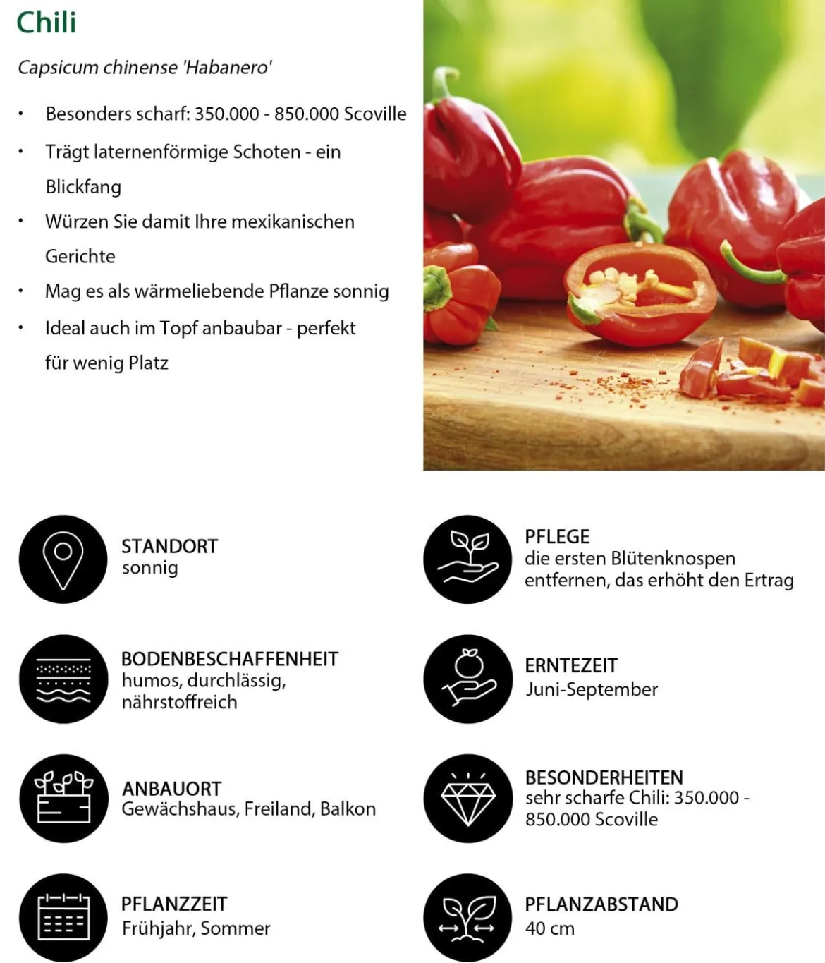Chili 'Habanero', rot