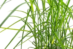 Chinaschilf 'Ferner Osten'