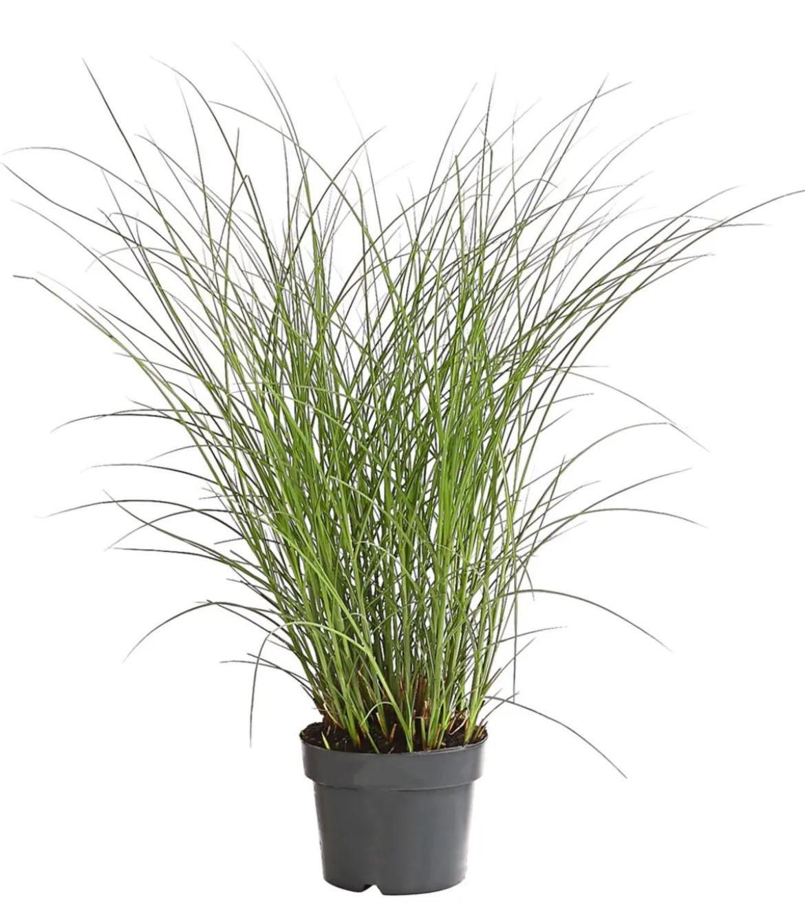 Chinaschilf 'Gracillimus'