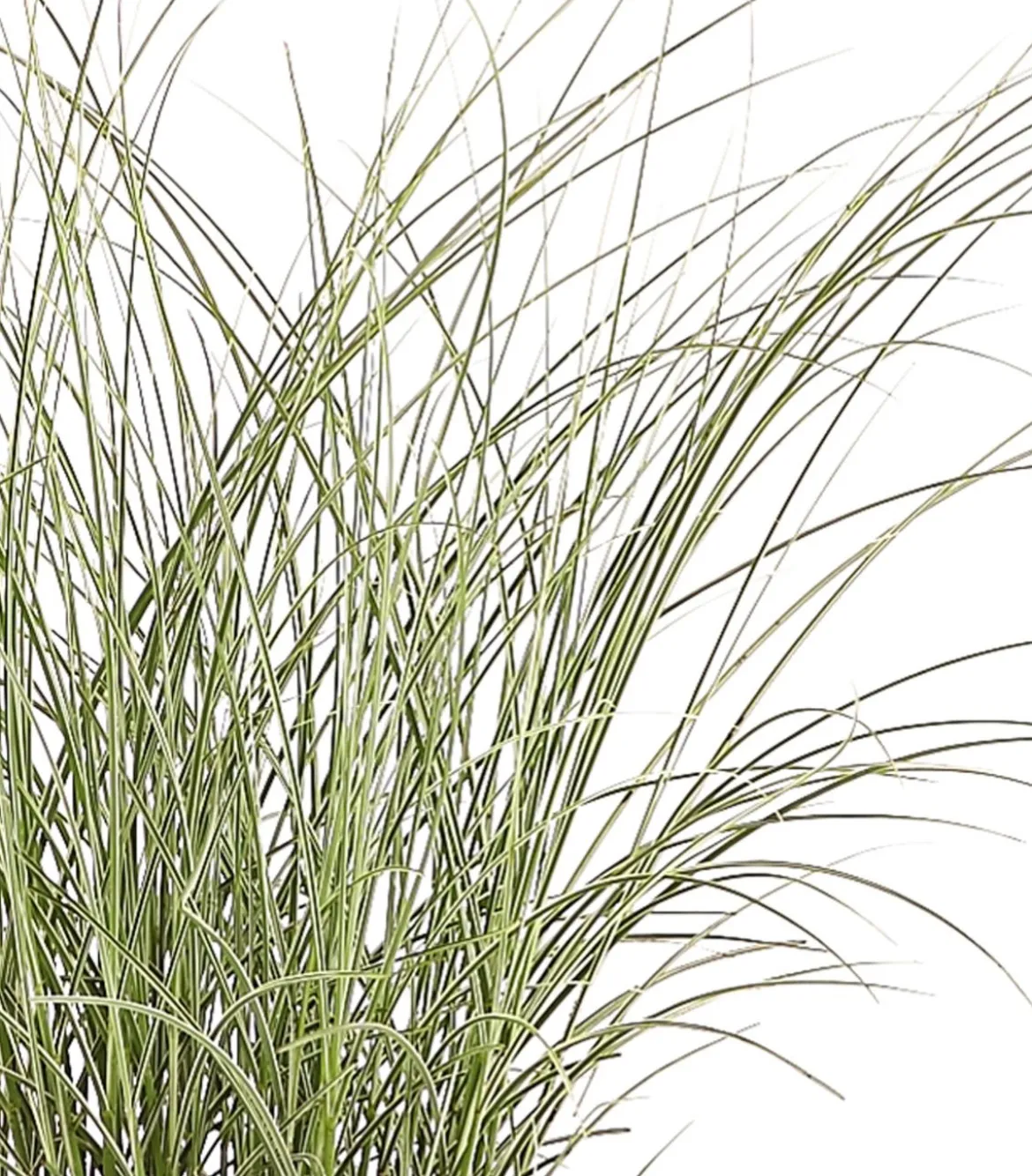 Chinaschilf 'Morning Light'