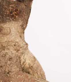 Chinesische Feige - Ficus microcarpa 'Ginseng', in Keramik, verschiedene Farben