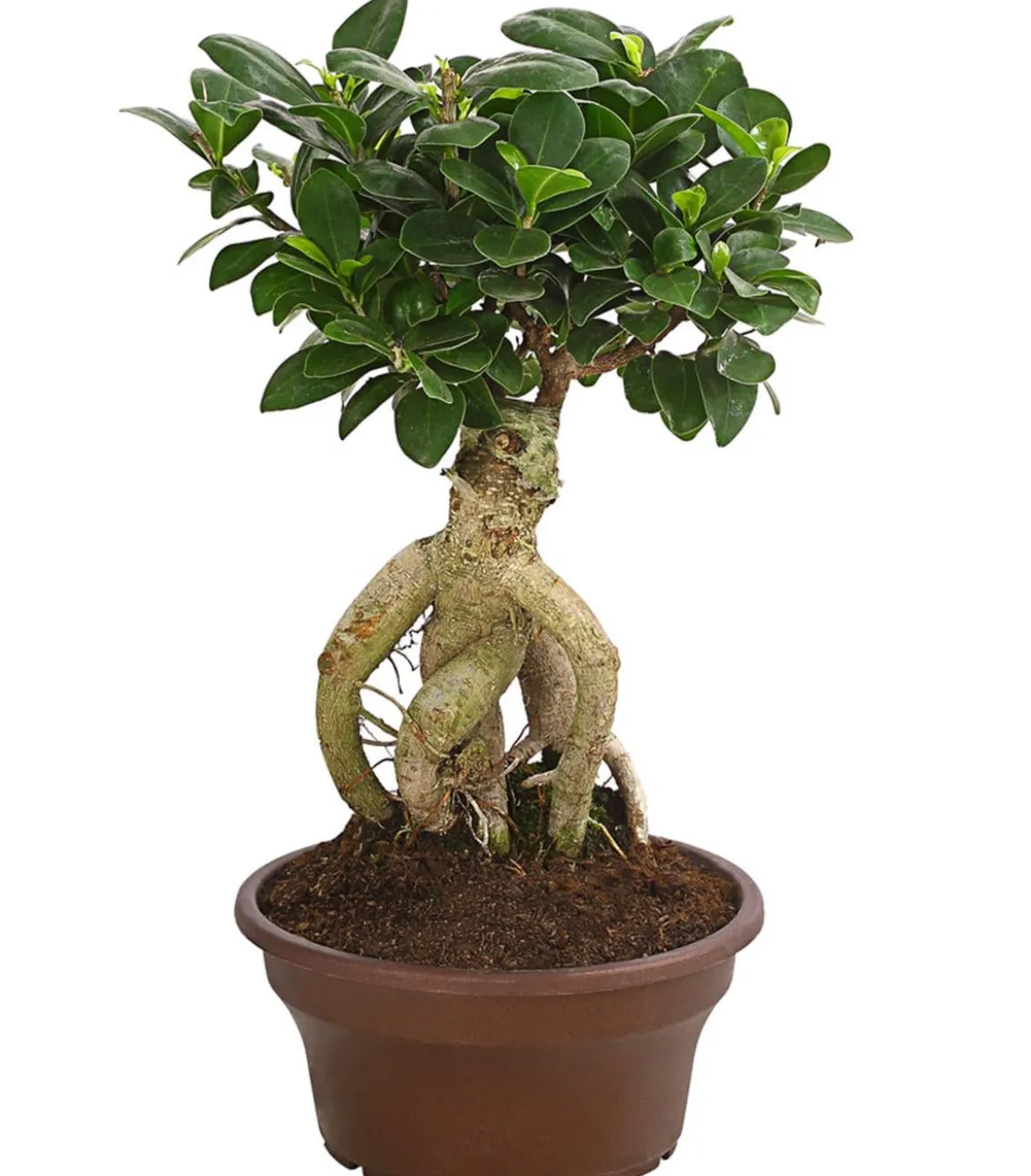 Chinesische Feige - Ficus microcarpa 'Ginseng', Schale