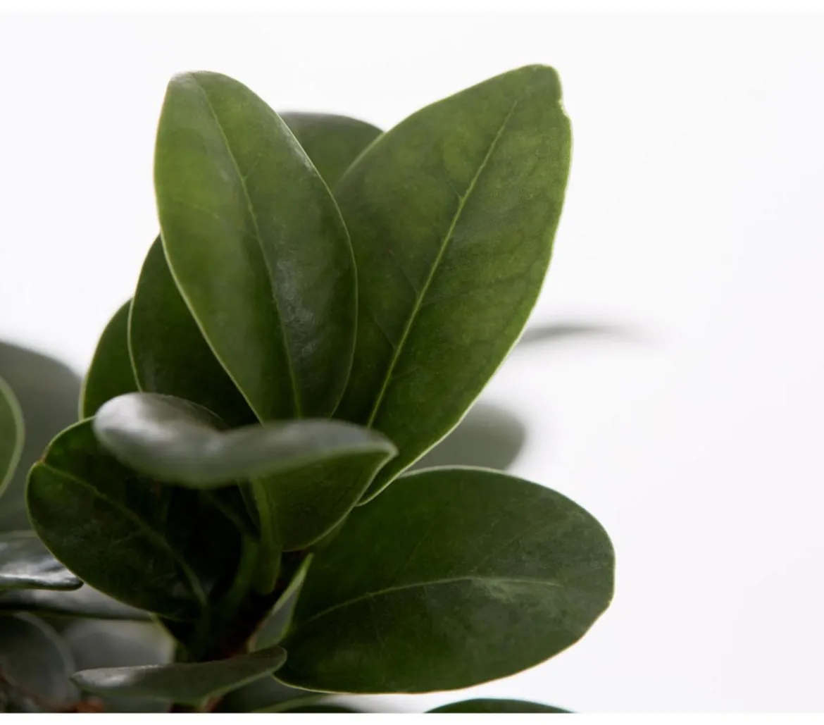 Chinesische Feige - Ficus microcarpa 'Ginseng', Schale