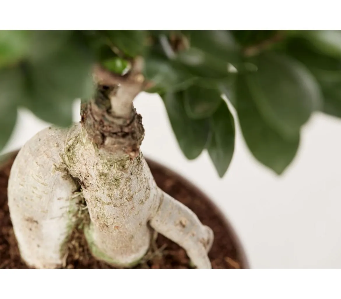 Chinesische Feige - Ficus microcarpa 'Ginseng', Schale