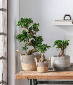 Chinesische Feige - Ficus microcarpa 'Ginseng', S-Form