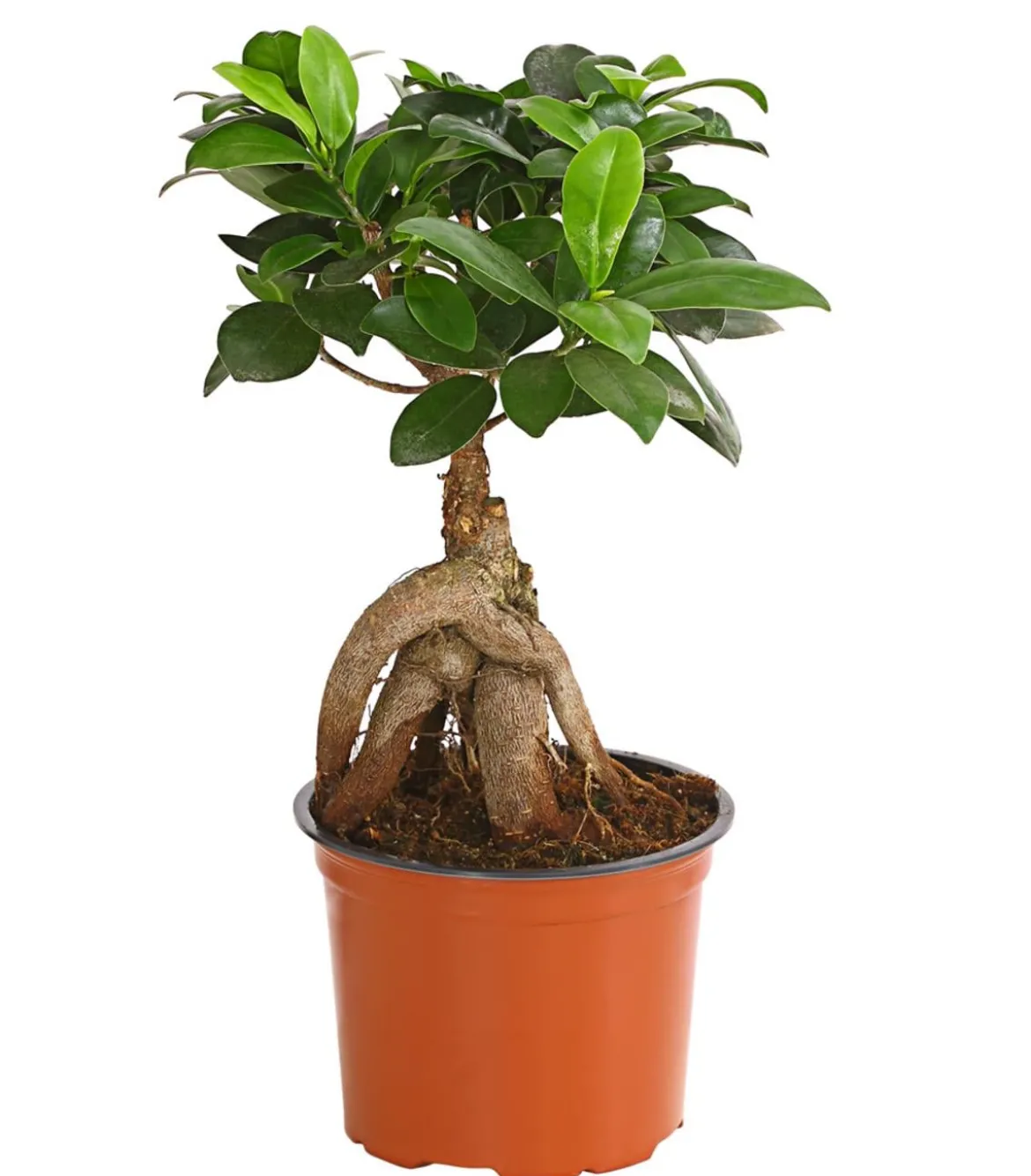 Chinesische Feige - Ficus microcarpa 'Ginseng'