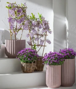 Chinesischer Blauregen - Wisterie, blau
