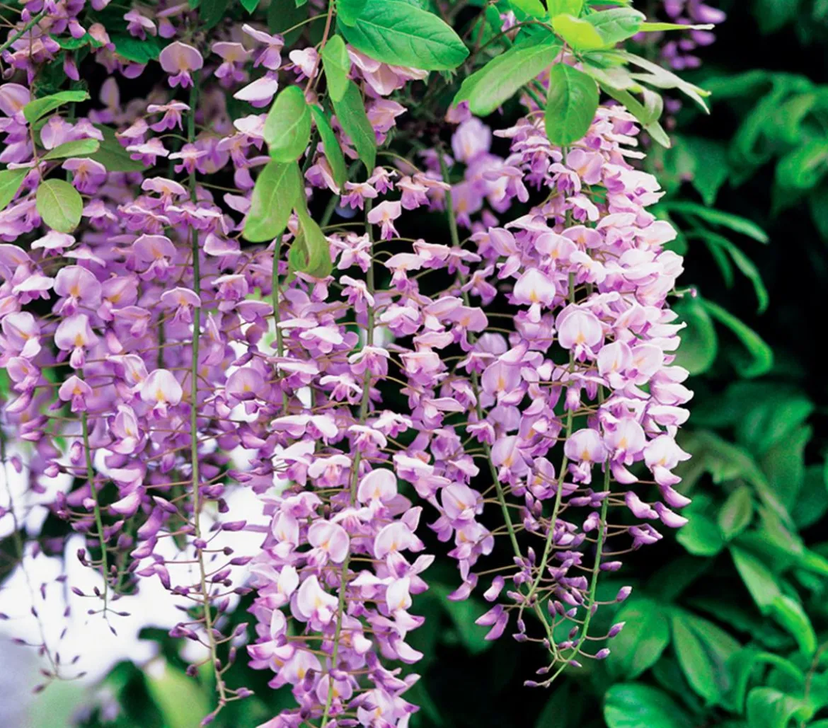 Chinesischer Blauregen - Wisterie, rosa