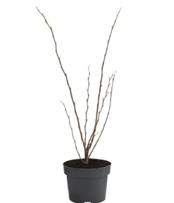 Chinesischer Judasbaum 'Avondale'