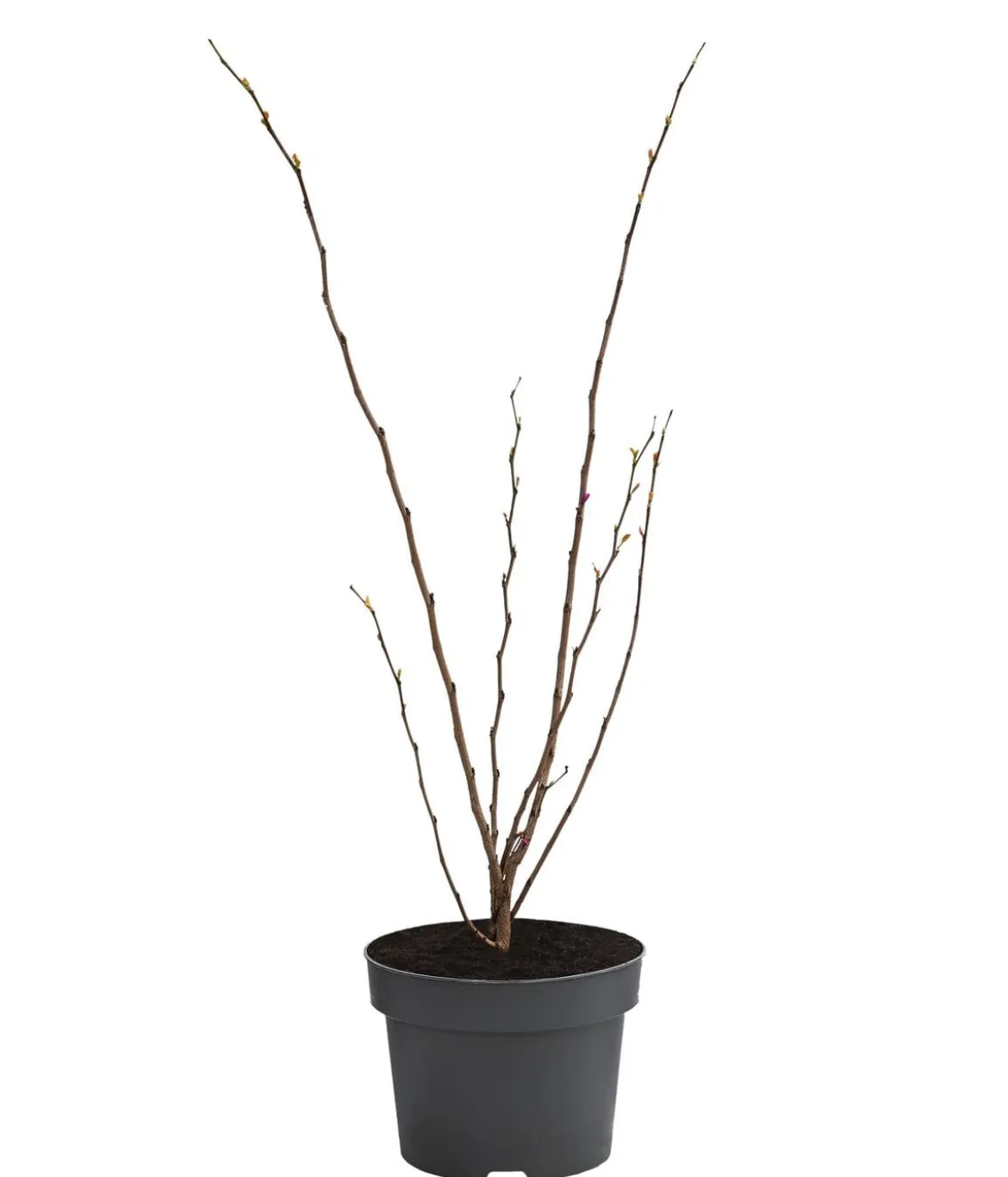 Chinesischer Judasbaum 'Avondale'