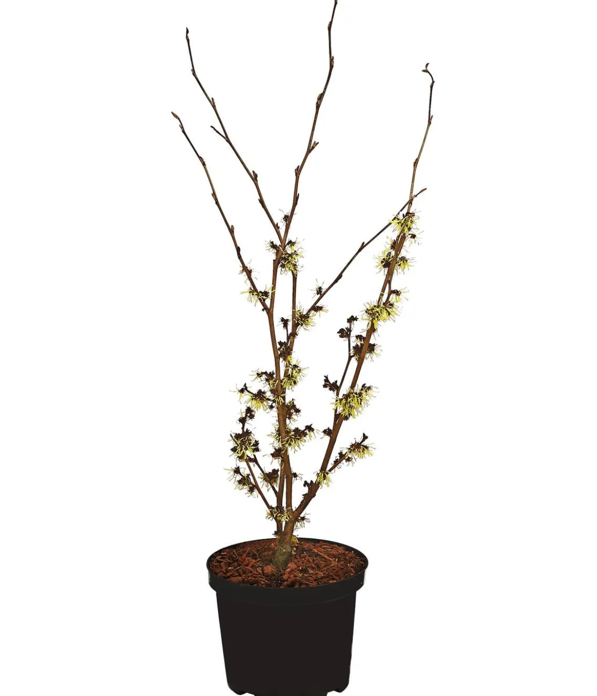 Chinesische Zaubernuss