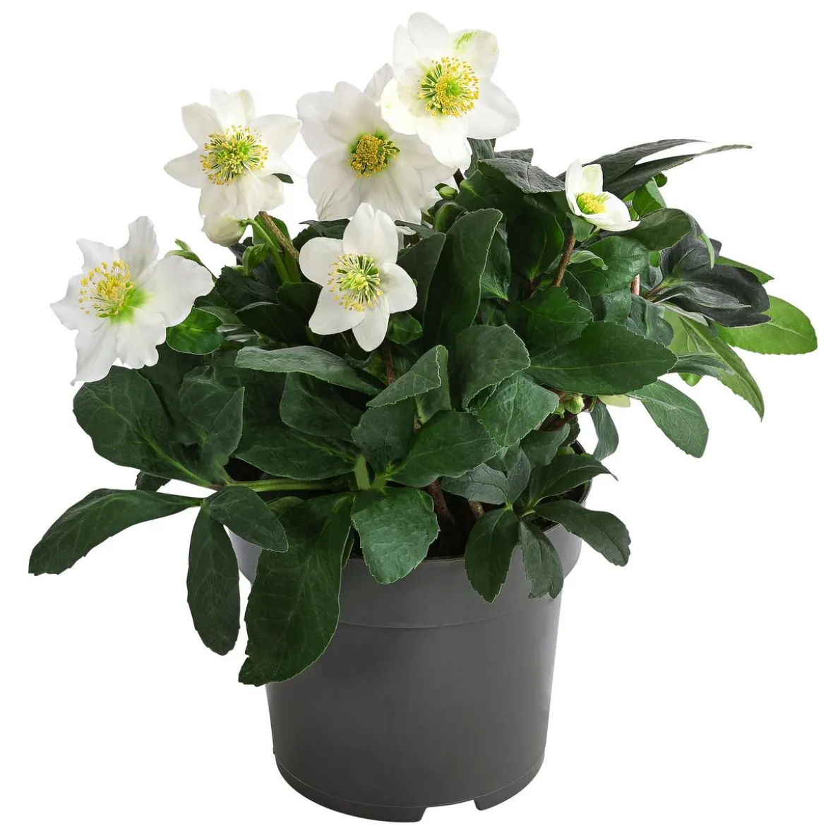 Christrose