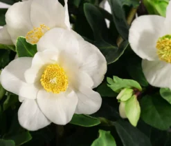 Christrose