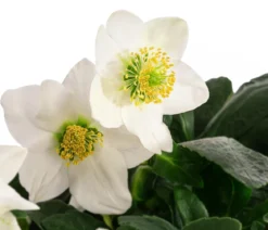 Christrose