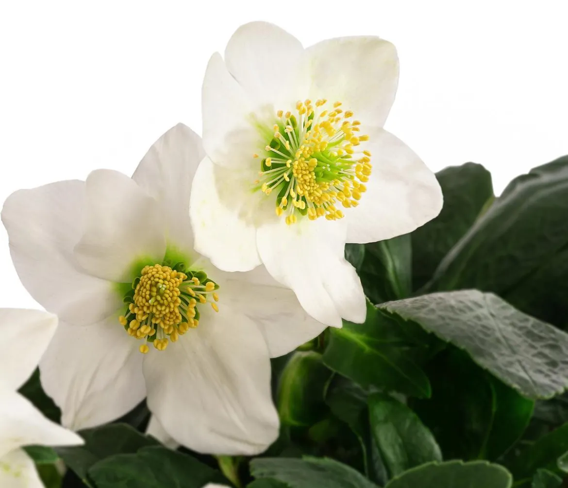 Christrose
